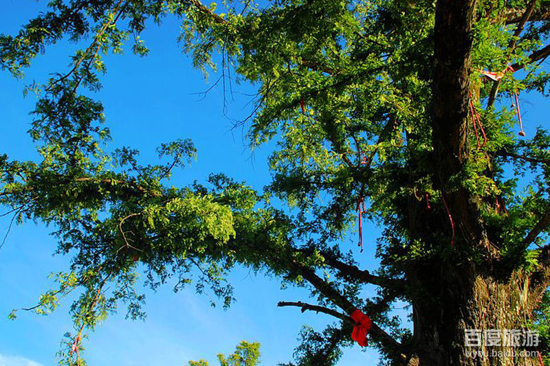 天下第一杉VR全景