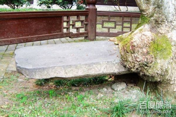 古树吞碑VR全景