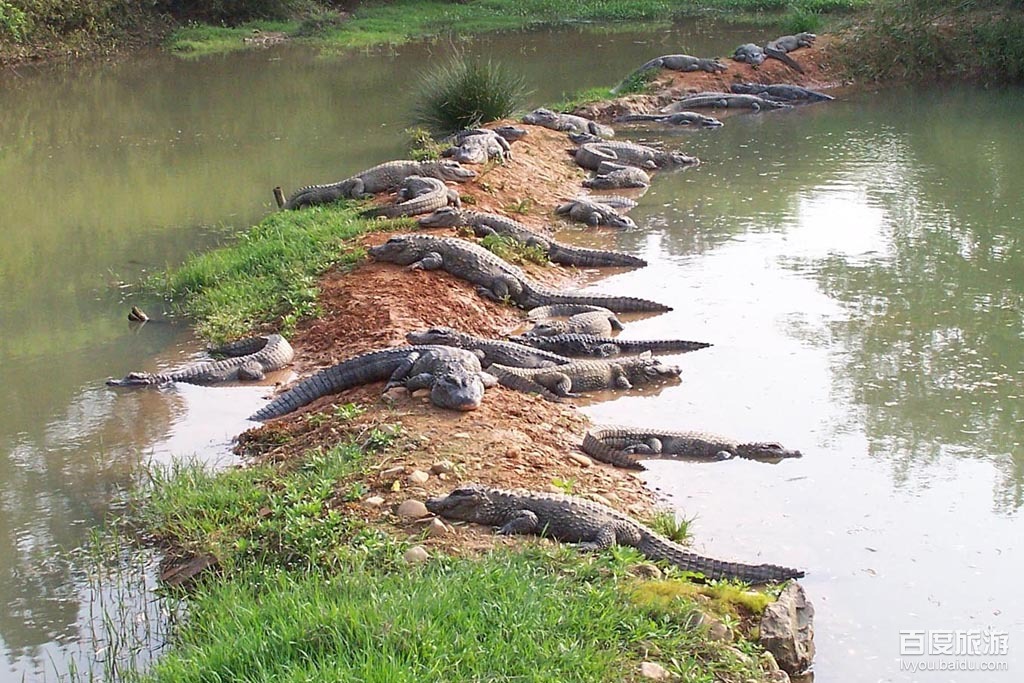 中国鳄鱼湖VR全景