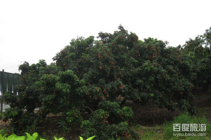 荔枝公园VR全景