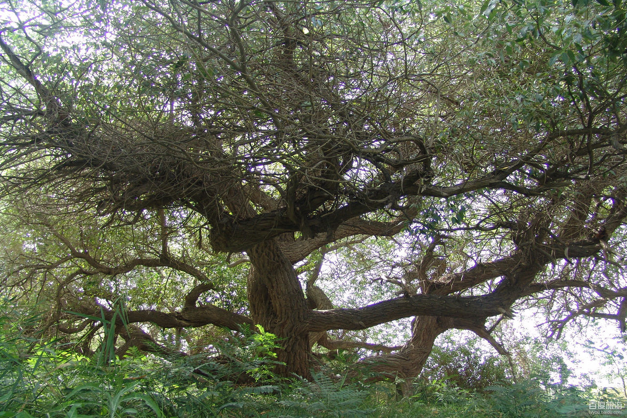 新疆温宿神木园VR全景