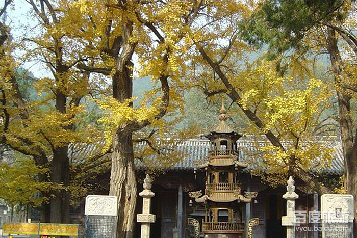 禅林寺古银杏风景园VR全景