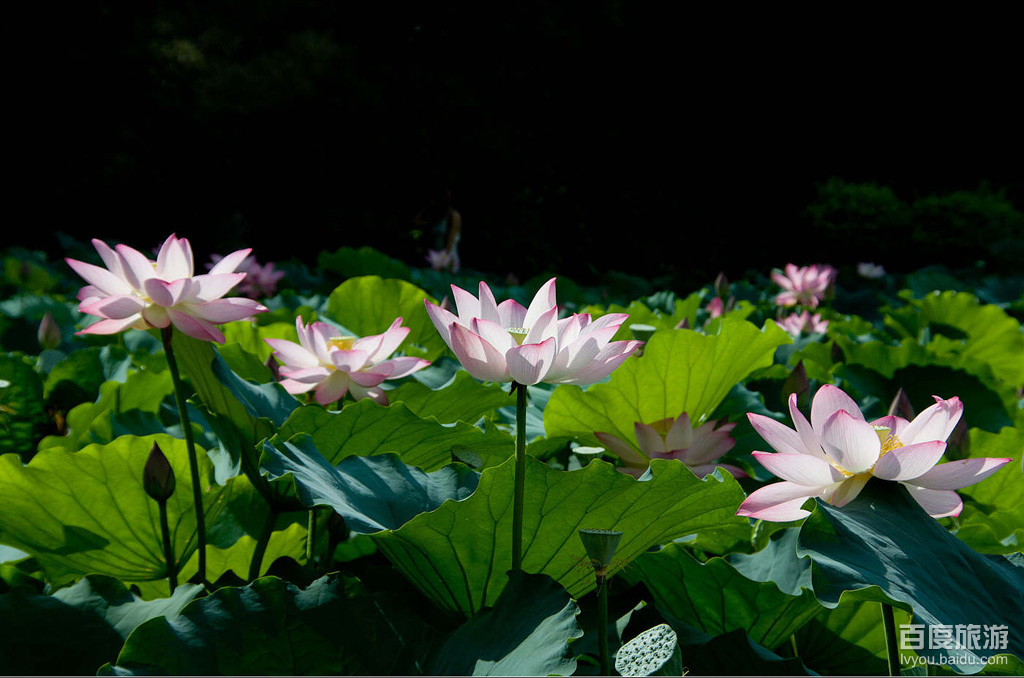 洪湖公园VR全景