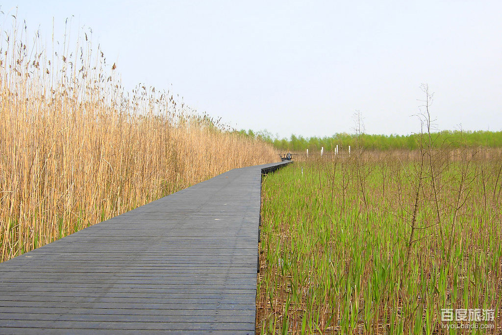 崇明湿地VR全景