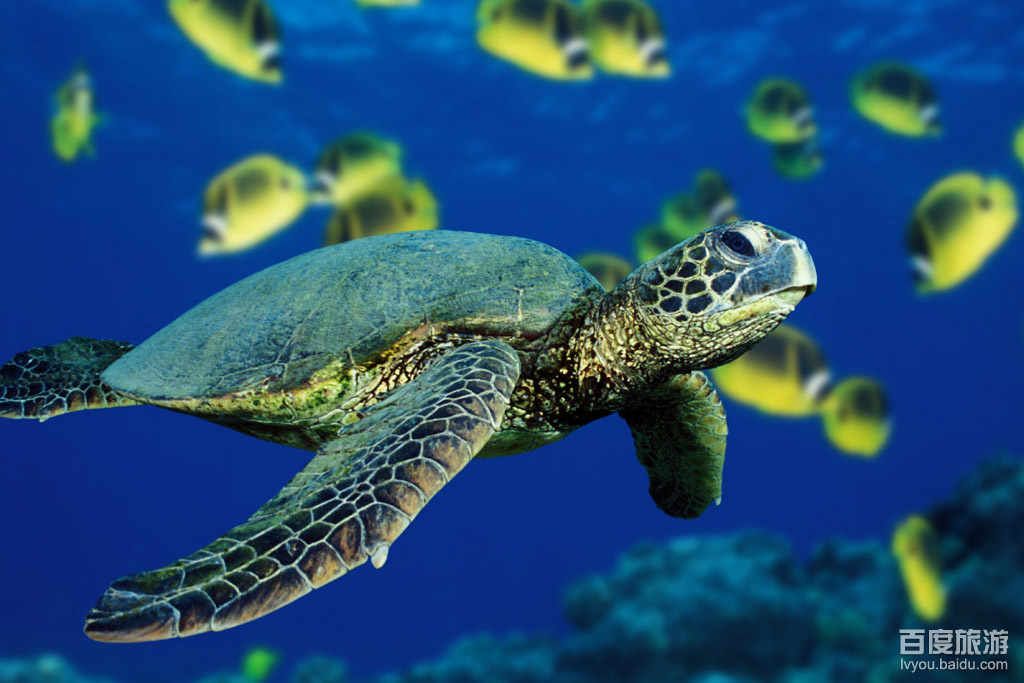 新澳海底世界VR全景