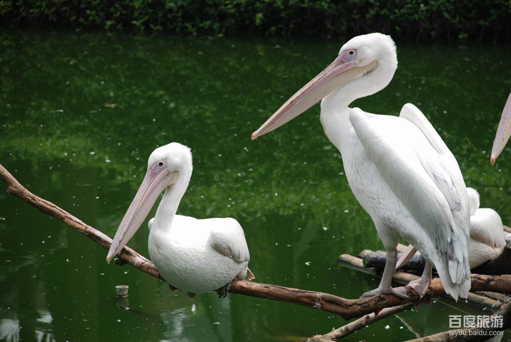 野生动物园VR全景