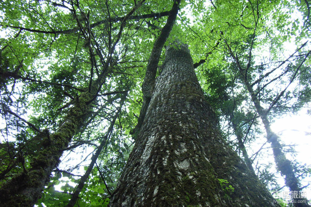 小兴安岭原始森林公园