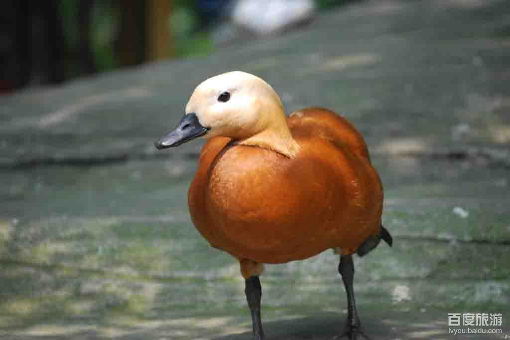 重庆动物园VR全景