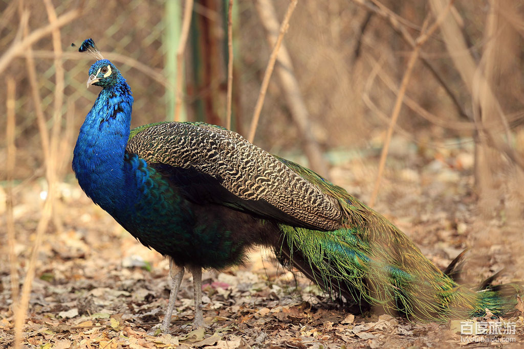 北京野生动物园VR全景